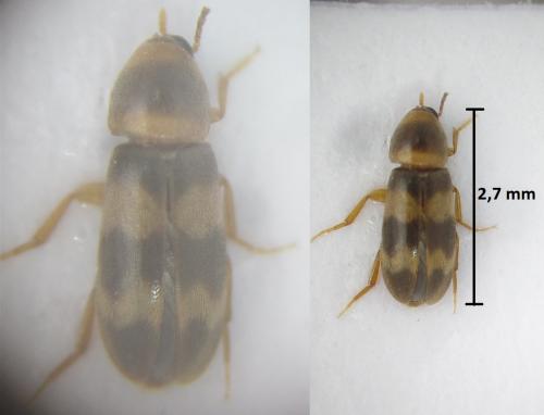Abdera quadrifasciata